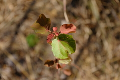 Dombeya