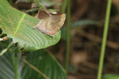 Doleschallia bisaltide