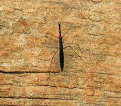 Hydrometra stagnorum