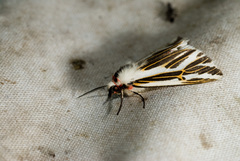 Eospilarctia formosana