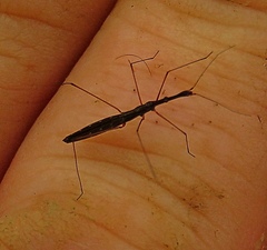 Hydrometra stagnorum