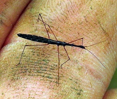 Hydrometra stagnorum