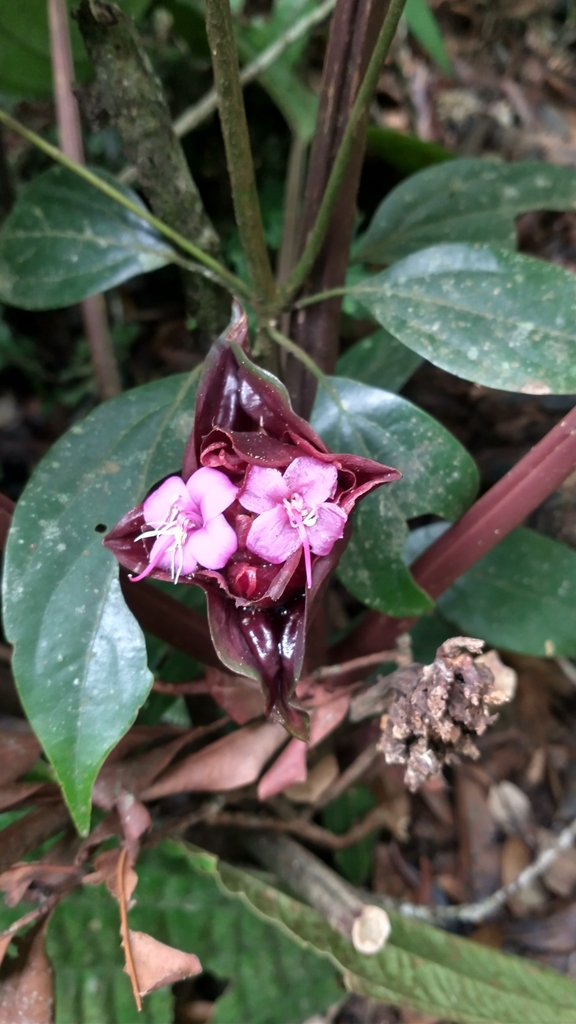 Phyllagathis