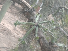 Quiabentia verticillata