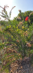 Melaleuca viminalis viminalis