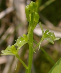 Liparis loeselii