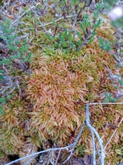 Sphagnum austinii