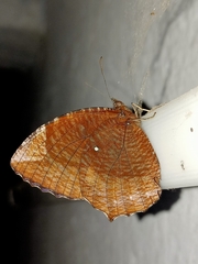 Elymnias hypermnestra