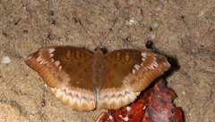 Euthalia monina kesava