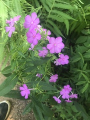 Phlox carolina