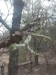 Quiabentia verticillata