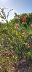 Melaleuca viminalis viminalis