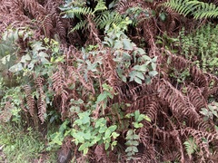 Hypericum grandifolium