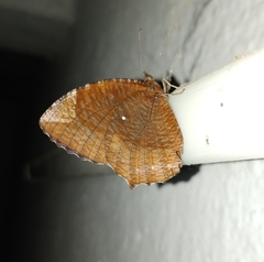 Elymnias hypermnestra