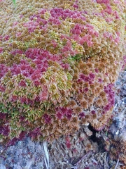 Sphagnum austinii