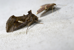 Chrysodeixis eriosoma