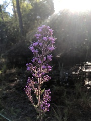 Carphephorus paniculatus