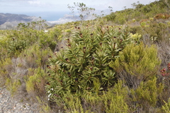 Protea lepidocarpodendron