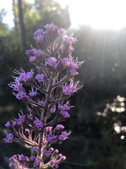 Carphephorus paniculatus