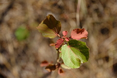 Dombeya