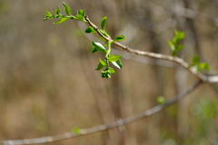 Strychnos spinosa
