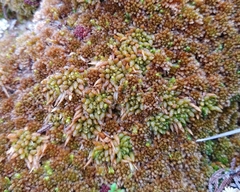 Sphagnum austinii