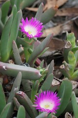 Carpobrotus glaucescens