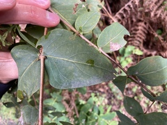 Hypericum grandifolium