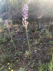 Carphephorus paniculatus