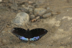 Lexias dirtea