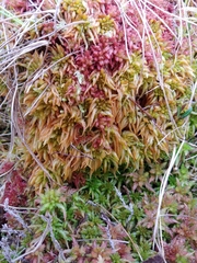 Sphagnum austinii