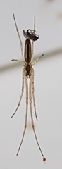Tetragnatha