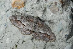 Rikiosatoa mavi
