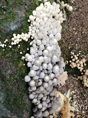 Coprinellus disseminatus