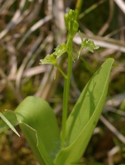 Liparis loeselii