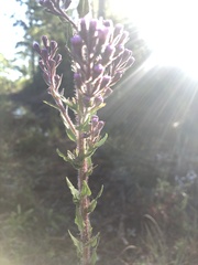 Carphephorus paniculatus