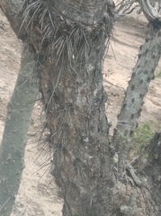 Quiabentia verticillata