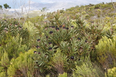 Protea lepidocarpodendron