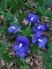 Achetaria azurea