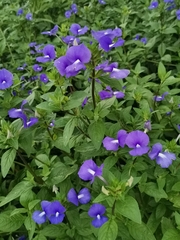 Achetaria azurea