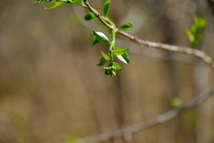 Strychnos spinosa
