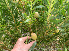 Leucadendron coniferum