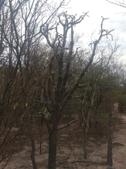 Quiabentia verticillata