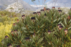 Protea lepidocarpodendron