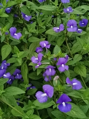 Achetaria azurea