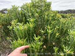 Leucadendron coniferum