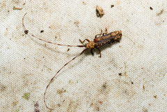 Paruraecha submarmorata