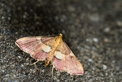 Endotricha metacuralis