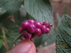 Lantana trifolia