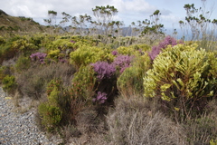 Erica hirtiflora